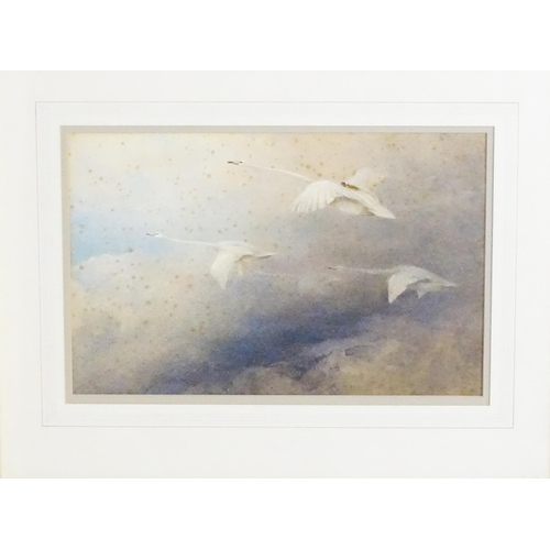 606 - Manner of Charles Whymper (1853-1941), Pastels, Swans in flight with cygnets. Approx. 9 3/4