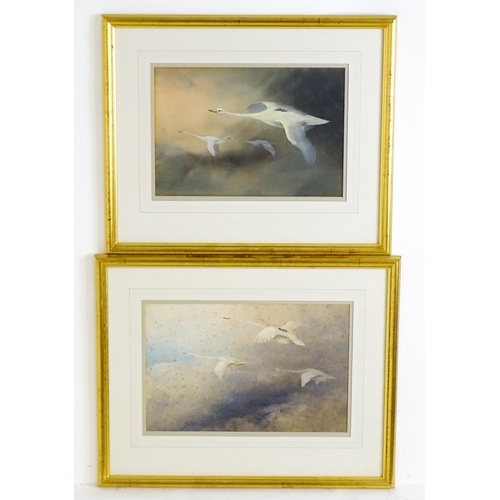606 - Manner of Charles Whymper (1853-1941), Pastels, Swans in flight with cygnets. Approx. 9 3/4