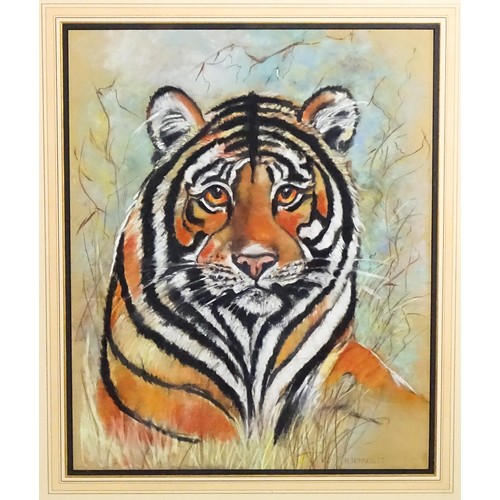 659 - M. Hunnisett, 20th century, Pastels on paper, A study of a tiger. Signed lower right. Approx. 19 3/4... 