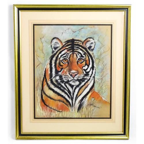 659 - M. Hunnisett, 20th century, Pastels on paper, A study of a tiger. Signed lower right. Approx. 19 3/4... 