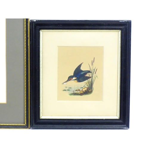 799 - Early 20th century, Watercolour, A study of a kingfisher in flight with a fish in its beak. Signed w... 