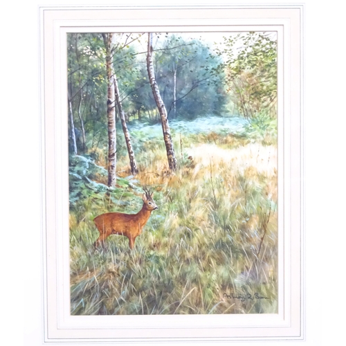 356 - Ashley R Boon (b. 1959), Watercolour, A study of a deer in a wooded landscape. Signed lower right. T... 