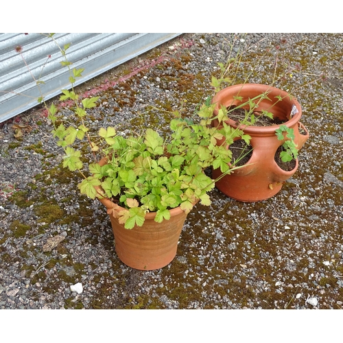 909 - Garden & Architectural : a terracotta strawberry planter, together with a terracotta planter of tape... 