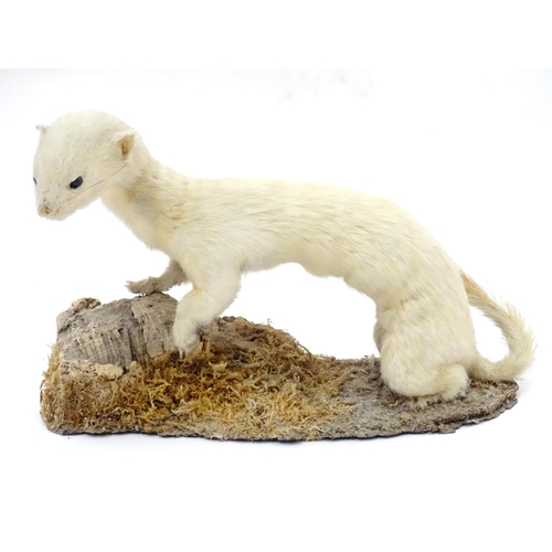 88 - Taxidermy : an early 20thC mount of a stoat in ermine, posed standing on a naturalistic base, togeth... 