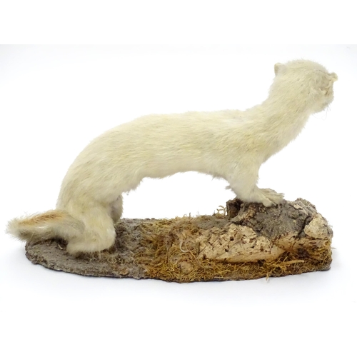 88 - Taxidermy : an early 20thC mount of a stoat in ermine, posed standing on a naturalistic base, togeth... 