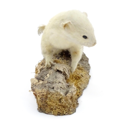 88 - Taxidermy : an early 20thC mount of a stoat in ermine, posed standing on a naturalistic base, togeth... 