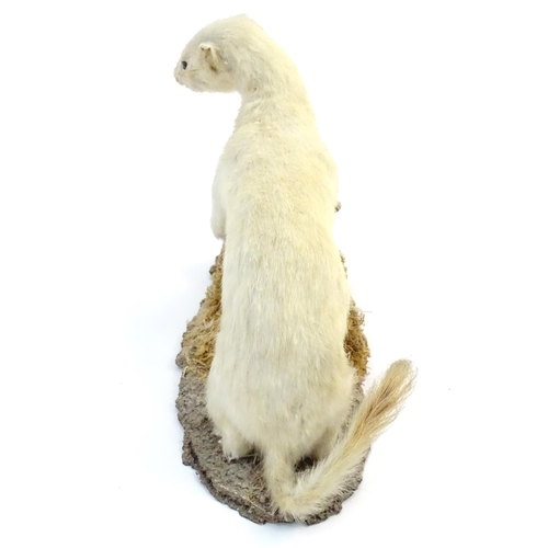 88 - Taxidermy : an early 20thC mount of a stoat in ermine, posed standing on a naturalistic base, togeth... 