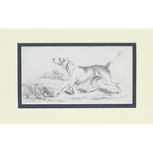 1882 - Manner of Henry Thomas Alken, Pencil sketch, A study of a gundog / hound and partridge birds in a la... 