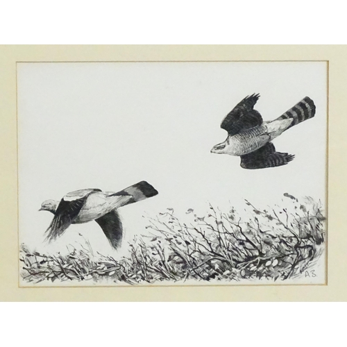 1887 - Ashley R Boon (b. 1959), Pen and ink, A study of two sparrowhawk birds in flight. Signed with initia... 