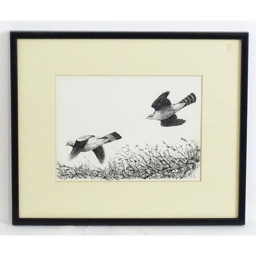 1887 - Ashley R Boon (b. 1959), Pen and ink, A study of two sparrowhawk birds in flight. Signed with initia... 