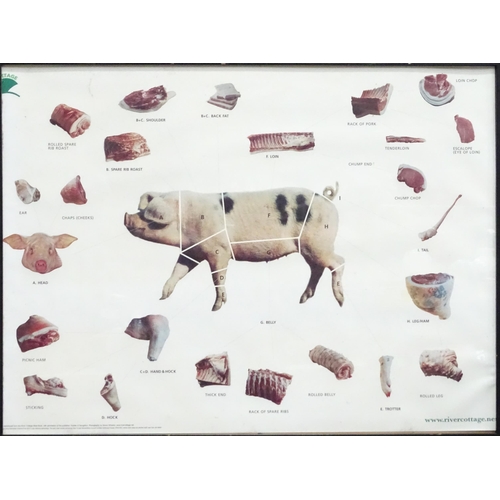 30 - A River Cottage livestock / butchery diagram poster depicting a Gloucester Old Spot gilt pig , secti... 