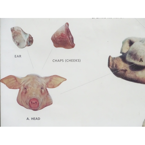 30 - A River Cottage livestock / butchery diagram poster depicting a Gloucester Old Spot gilt pig , secti... 