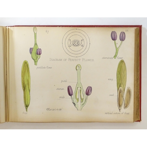 889 - Book: Illustrations of the Principal Natural Orders of the Vegetable Kingdom, by Professor Oliver. P... 