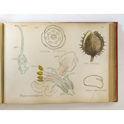 889 - Book: Illustrations of the Principal Natural Orders of the Vegetable Kingdom, by Professor Oliver. P... 