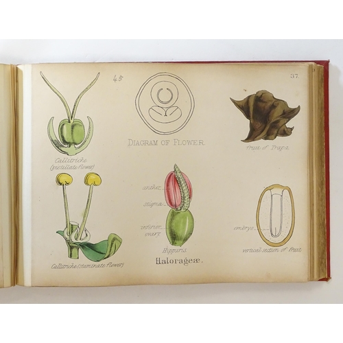 889 - Book: Illustrations of the Principal Natural Orders of the Vegetable Kingdom, by Professor Oliver. P... 