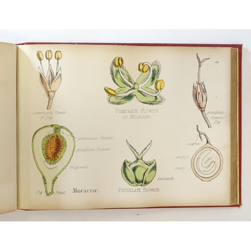 889 - Book: Illustrations of the Principal Natural Orders of the Vegetable Kingdom, by Professor Oliver. P... 