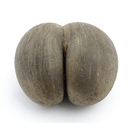 1088 - A large unpolished coco de mer nut. Approx. 11 1/2