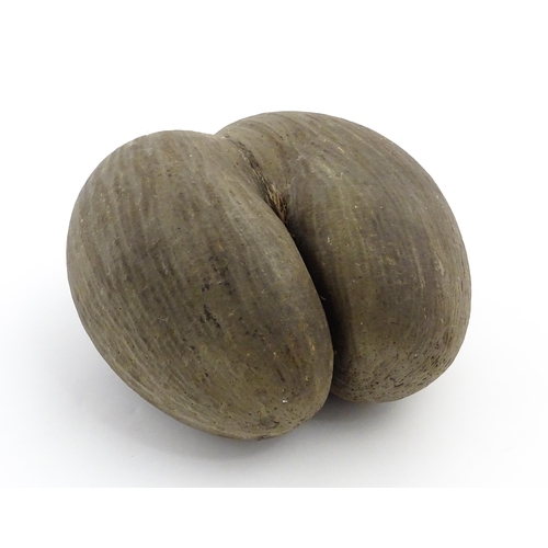 1088 - A large unpolished coco de mer nut. Approx. 11 1/2