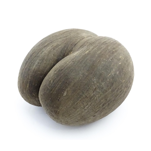 1088 - A large unpolished coco de mer nut. Approx. 11 1/2