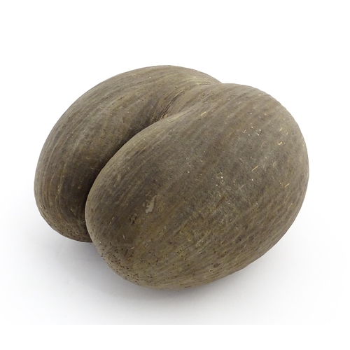 1088 - A large unpolished coco de mer nut. Approx. 11 1/2