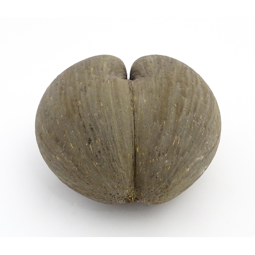 1088 - A large unpolished coco de mer nut. Approx. 11 1/2