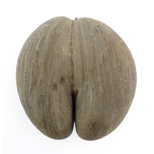 1088 - A large unpolished coco de mer nut. Approx. 11 1/2