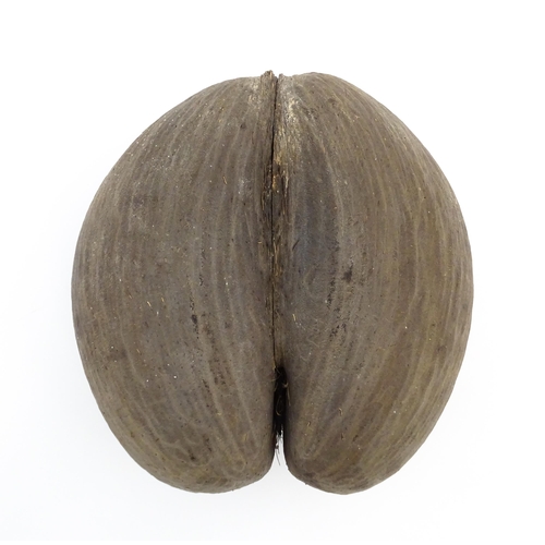 1088 - A large unpolished coco de mer nut. Approx. 11 1/2