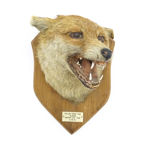 1237 - Taxidermy : an early 20thC fox mask , with shield mount and plaque: 'Killed near The Slades - March ... 