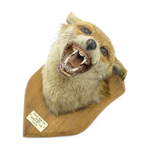 1237 - Taxidermy : an early 20thC fox mask , with shield mount and plaque: 'Killed near The Slades - March ... 