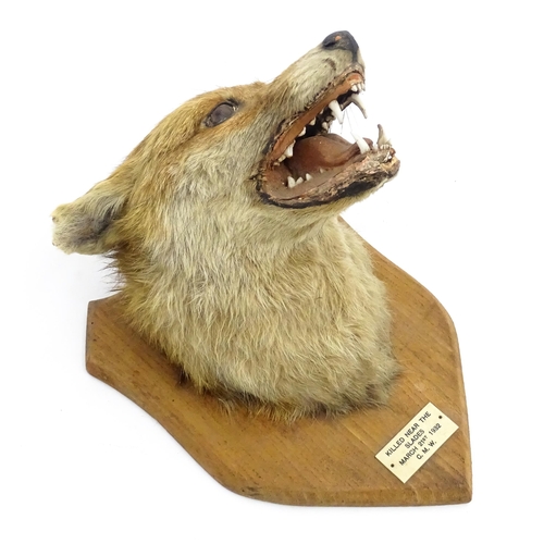 1237 - Taxidermy : an early 20thC fox mask , with shield mount and plaque: 'Killed near The Slades - March ... 