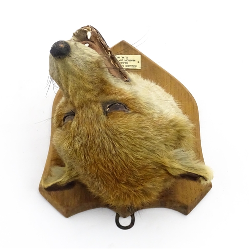 1237 - Taxidermy : an early 20thC fox mask , with shield mount and plaque: 'Killed near The Slades - March ... 