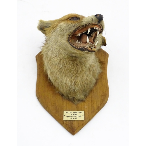 1237 - Taxidermy : an early 20thC fox mask , with shield mount and plaque: 'Killed near The Slades - March ... 