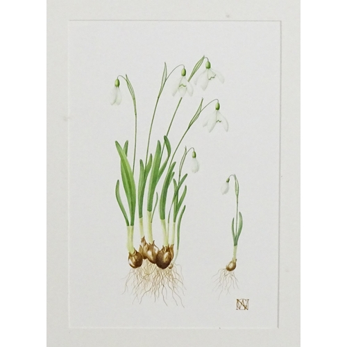 1846 - Gaye Willox Norman, 20th century, Botanical School, Watercolour, Snowdrops / Galanthus Nivalis. Sign... 