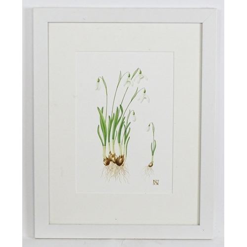 1846 - Gaye Willox Norman, 20th century, Botanical School, Watercolour, Snowdrops / Galanthus Nivalis. Sign... 