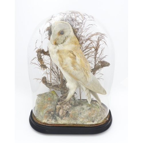 1235 - Taxidermy : a late Victorian cased mount of a Barn Owl, posed within a naturalistic setting. Standin... 