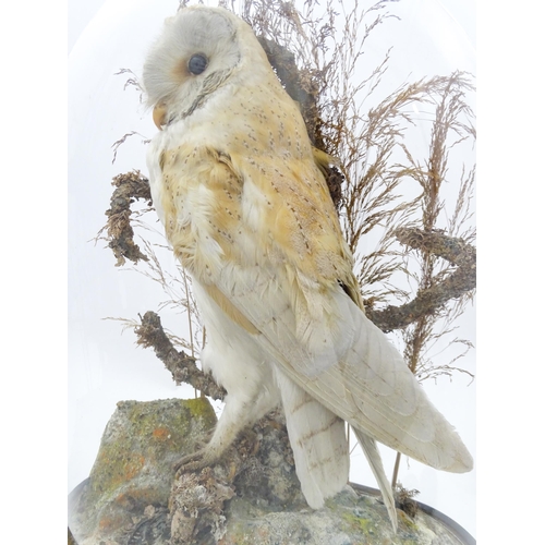 1235 - Taxidermy : a late Victorian cased mount of a Barn Owl, posed within a naturalistic setting. Standin... 