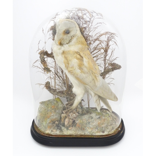 1235 - Taxidermy : a late Victorian cased mount of a Barn Owl, posed within a naturalistic setting. Standin... 