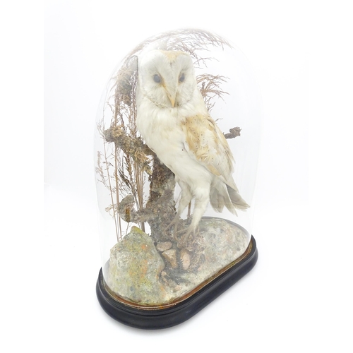 1235 - Taxidermy : a late Victorian cased mount of a Barn Owl, posed within a naturalistic setting. Standin... 