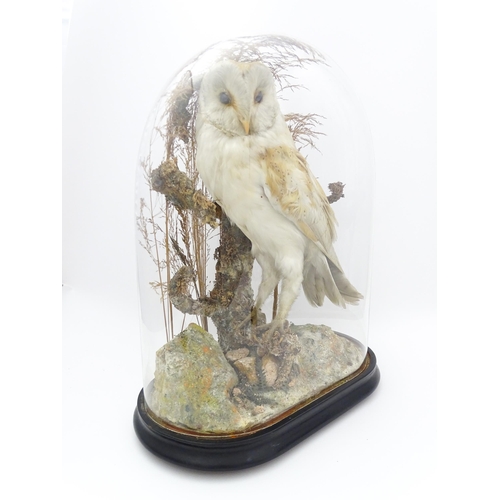 1235 - Taxidermy : a late Victorian cased mount of a Barn Owl, posed within a naturalistic setting. Standin... 