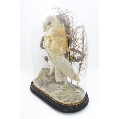 1235 - Taxidermy : a late Victorian cased mount of a Barn Owl, posed within a naturalistic setting. Standin... 