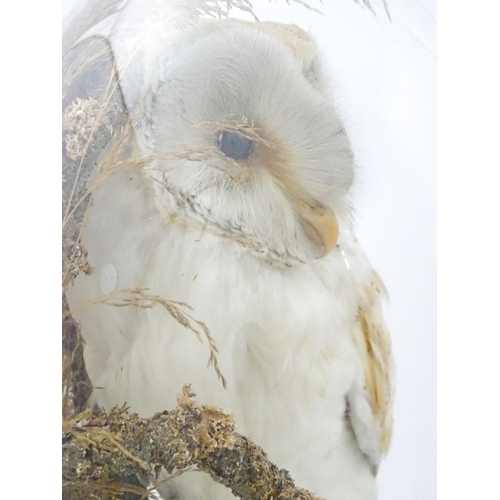 1235 - Taxidermy : a late Victorian cased mount of a Barn Owl, posed within a naturalistic setting. Standin... 