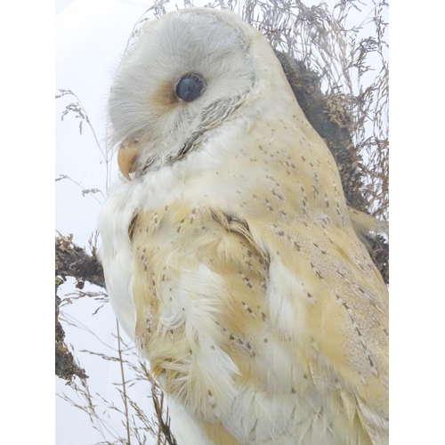 1235 - Taxidermy : a late Victorian cased mount of a Barn Owl, posed within a naturalistic setting. Standin... 