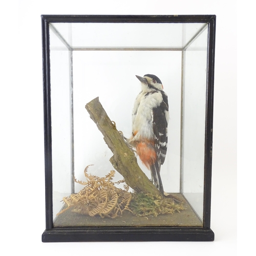 1236 - Taxidermy : an early to mid 20thC cased mount of a Greater Spotted Woodpecker, posed within in a nat... 