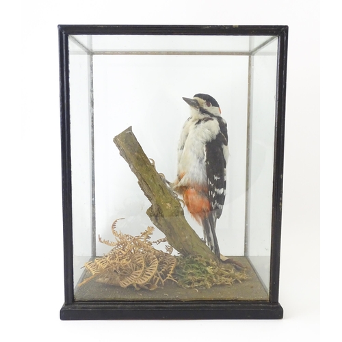 1236 - Taxidermy : an early to mid 20thC cased mount of a Greater Spotted Woodpecker, posed within in a nat... 