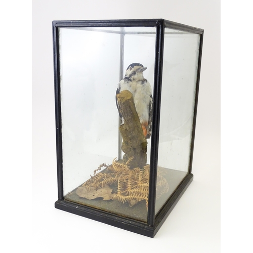 1236 - Taxidermy : an early to mid 20thC cased mount of a Greater Spotted Woodpecker, posed within in a nat... 