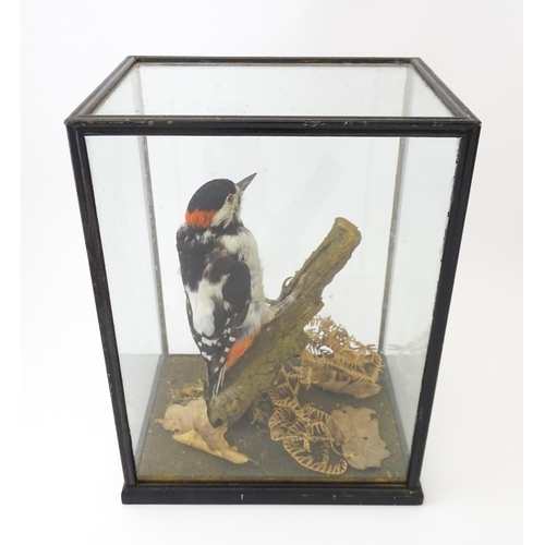 1236 - Taxidermy : an early to mid 20thC cased mount of a Greater Spotted Woodpecker, posed within in a nat... 