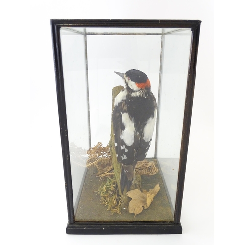 1236 - Taxidermy : an early to mid 20thC cased mount of a Greater Spotted Woodpecker, posed within in a nat... 