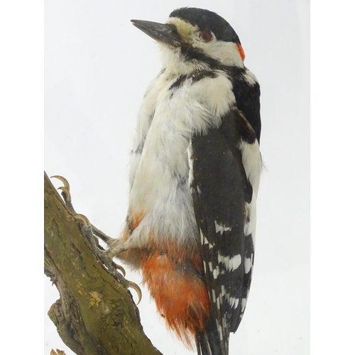 1236 - Taxidermy : an early to mid 20thC cased mount of a Greater Spotted Woodpecker, posed within in a nat... 