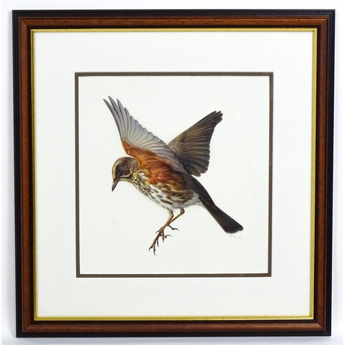 1661 - Raymond Booth (1929-2015), Ornithological School, Oil on paper, A study of a Redwing bird. Signed lo... 