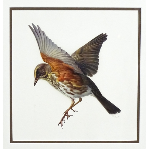 1661 - Raymond Booth (1929-2015), Ornithological School, Oil on paper, A study of a Redwing bird. Signed lo... 